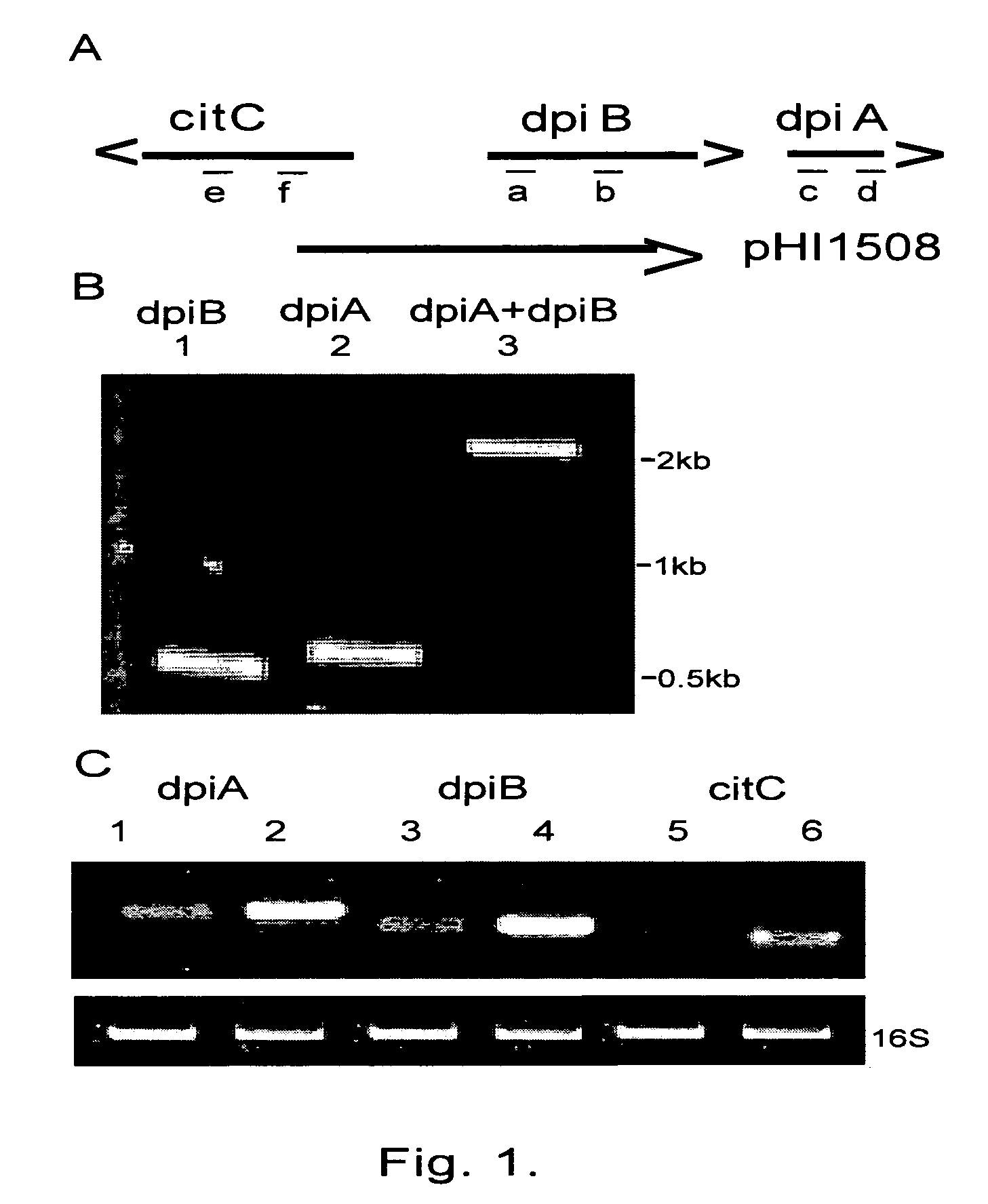 Modulating SOS response induction by antimicrobial agents