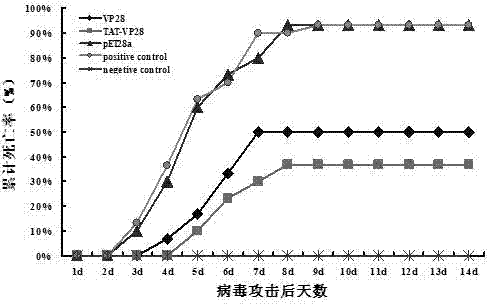 Engineered protein TAT-VP28 against white spot syndrome virus of shrimp and its preparation and purpose