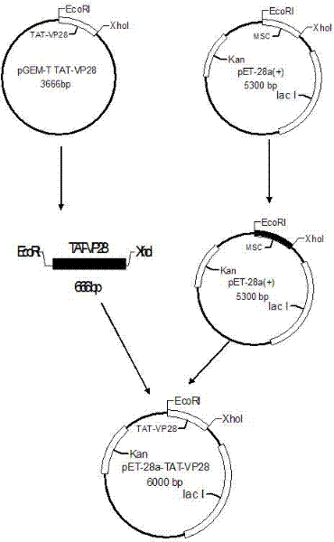 Engineered protein TAT-VP28 against white spot syndrome virus of shrimp and its preparation and purpose