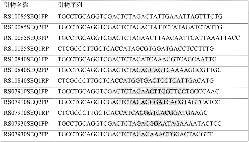 Corynebacterium constitutive expression vector promoter based on construction of transcriptome sequencing