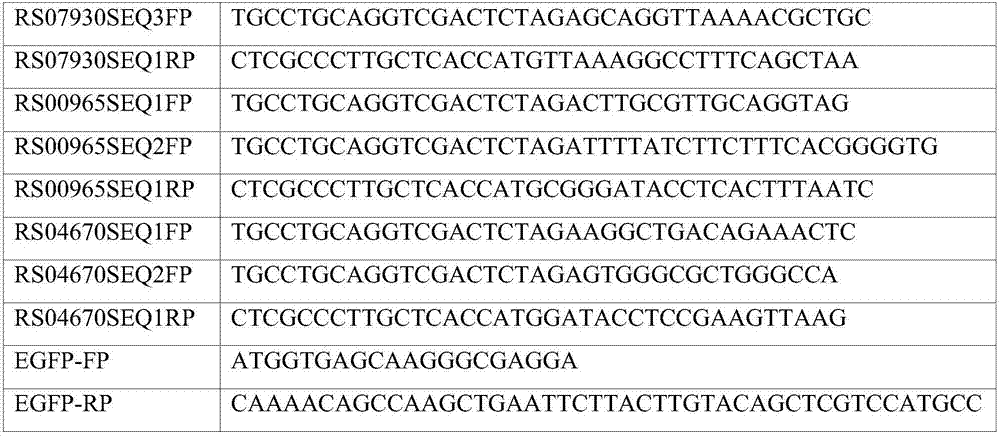 Corynebacterium constitutive expression vector promoter based on construction of transcriptome sequencing