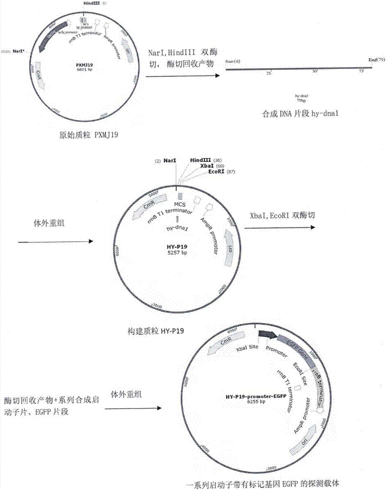 Corynebacterium constitutive expression vector promoter based on construction of transcriptome sequencing