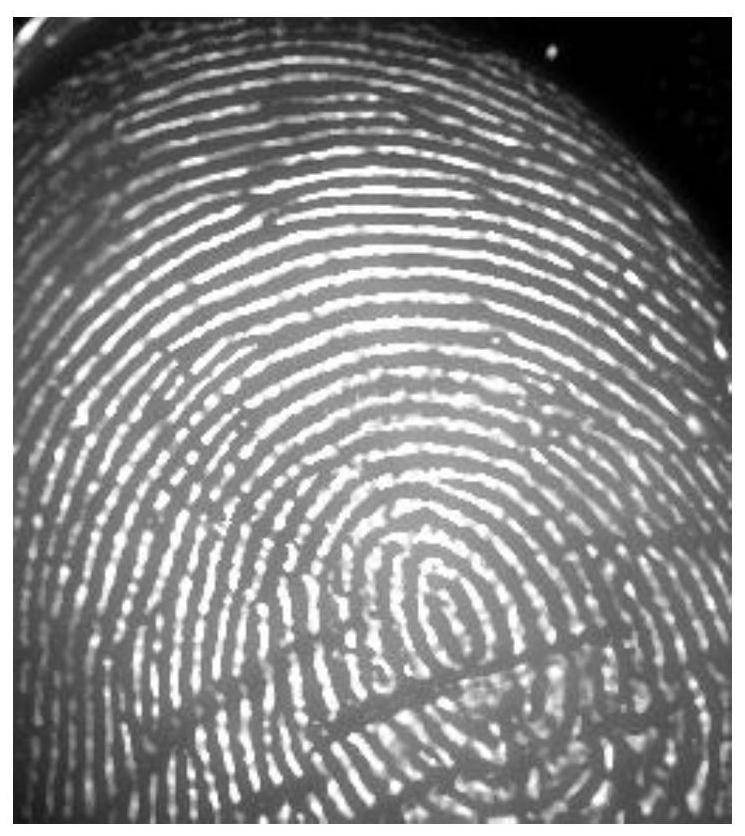 Fingerprint identification method and device