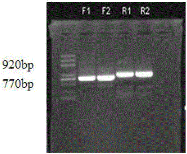 B.melitensis Delta UGPase and construction method thereof