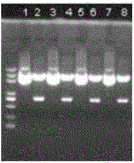 B.melitensis Delta UGPase and construction method thereof