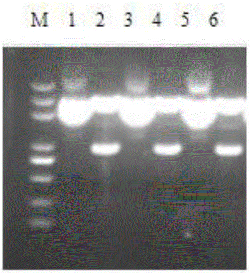 B.melitensis Delta UGPase and construction method thereof