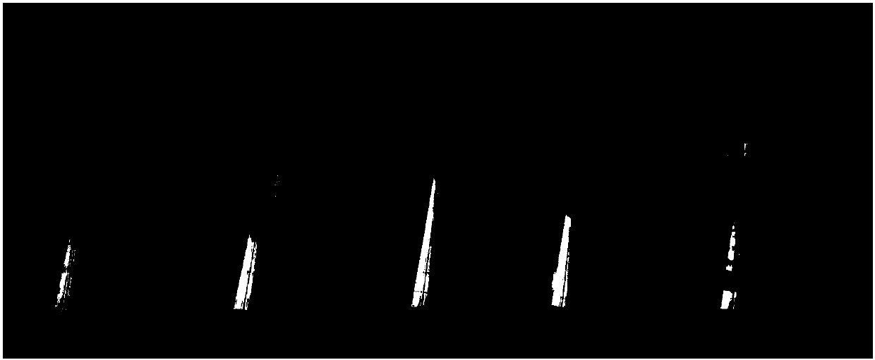 Bacillus methylotrophicus and application thereof