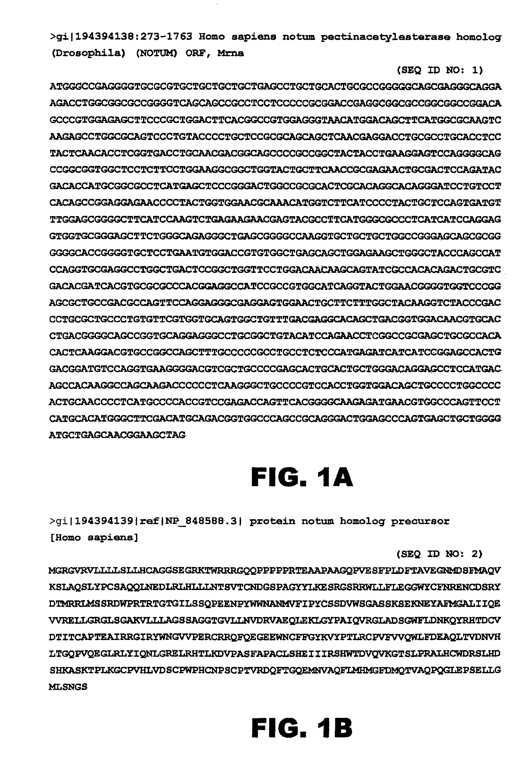 Notum protein modulators and methods of use