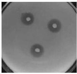 Application of bacillus subtilis in soil phosphorus decomposition and cellulose degradation