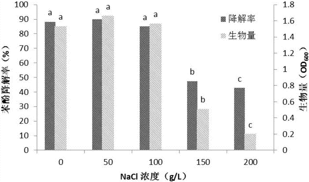 Staphylococcus caprae for degrading phenol