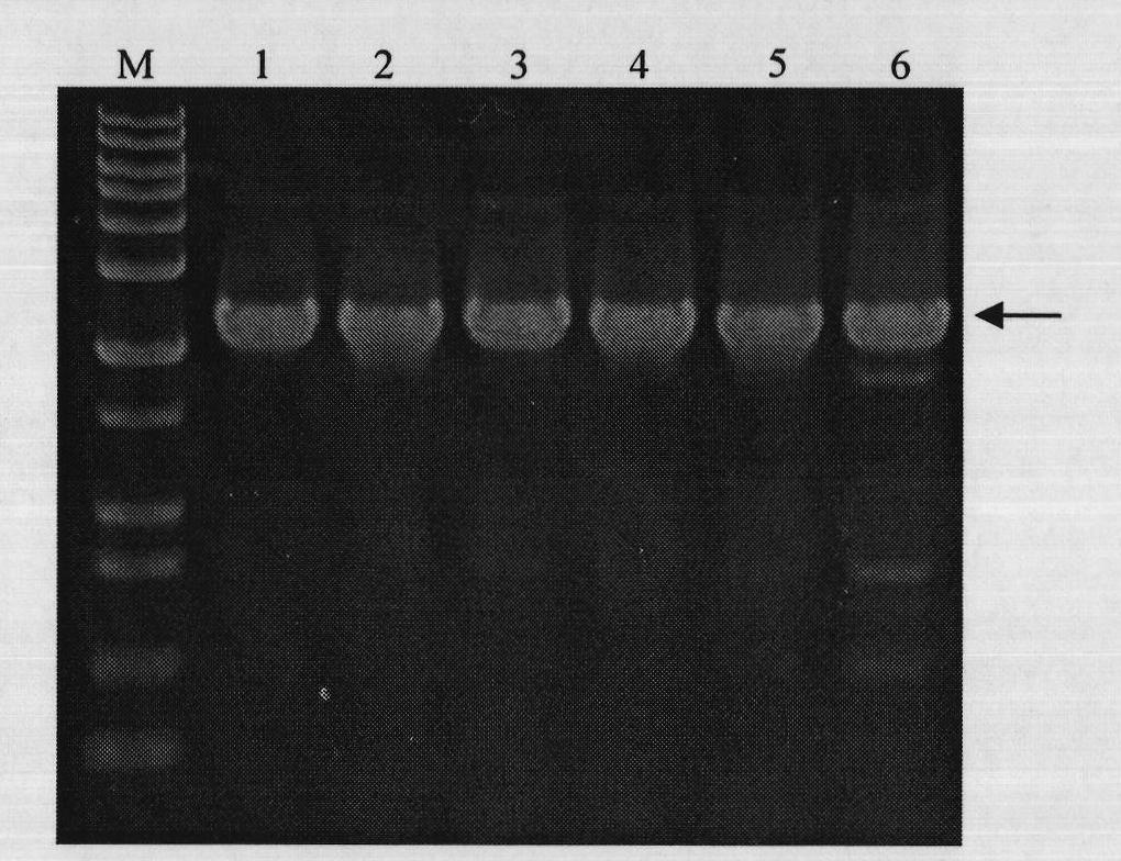 Heparanase II fusion protein and coding gene and expression method thereof