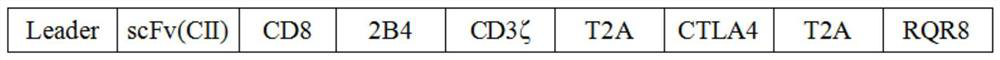 Anti-cii chimeric antigen receptor coding gene, lentiviral plasmid, Treg immune cell and its application