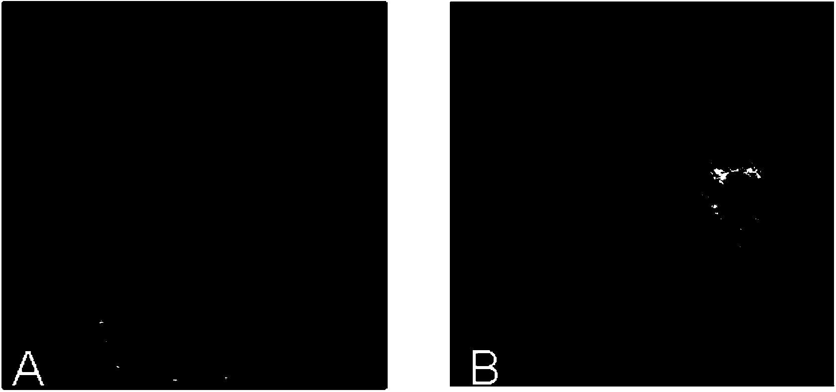 Penicillium purpurogenum as well as biological preparation and application thereof in controlling litchi downy blight