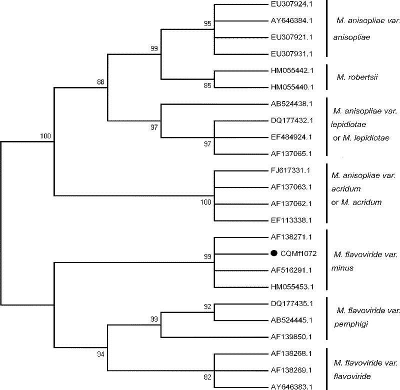 Metarhizium flavoviride bacterial strain and application thereof