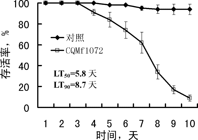 Metarhizium flavoviride bacterial strain and application thereof