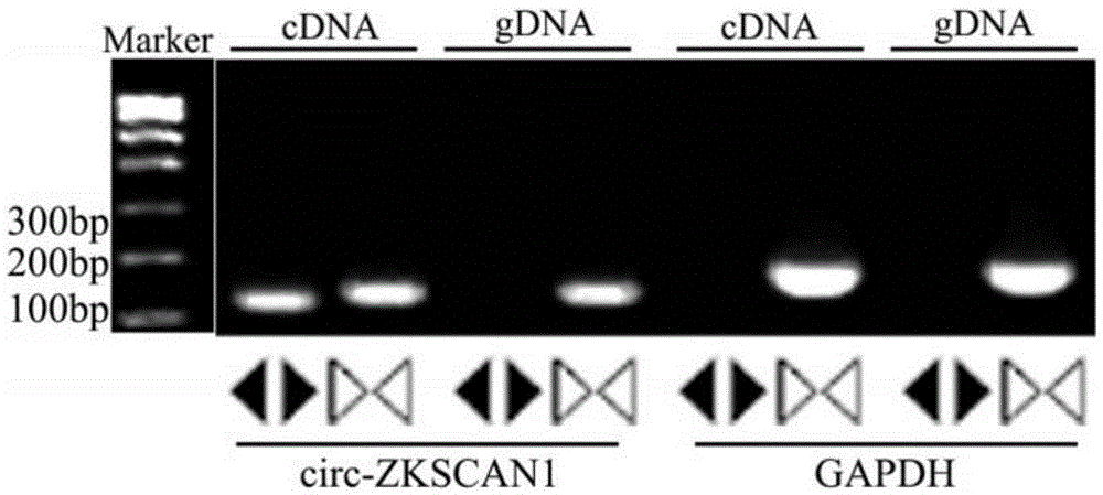 Cyclic RNA circ-ZKSCAN1 use