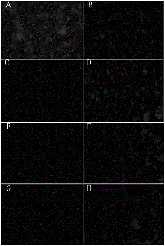 CD44 targeting polypeptide and its application in the preparation of affinity probes for screening early gastric cancer