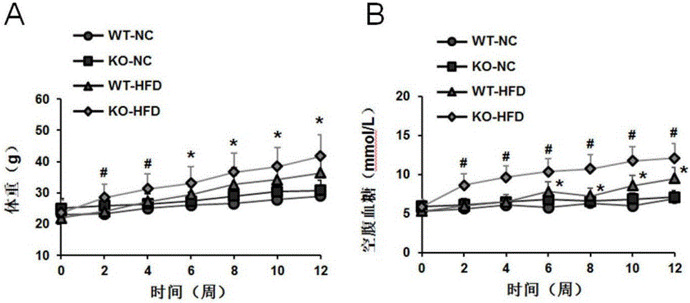 Functions and application of leukocyte immunoglobulin-like receptor B4 to treatment on non-alcoholic fatty liver disease and type 2 diabetes mellitus