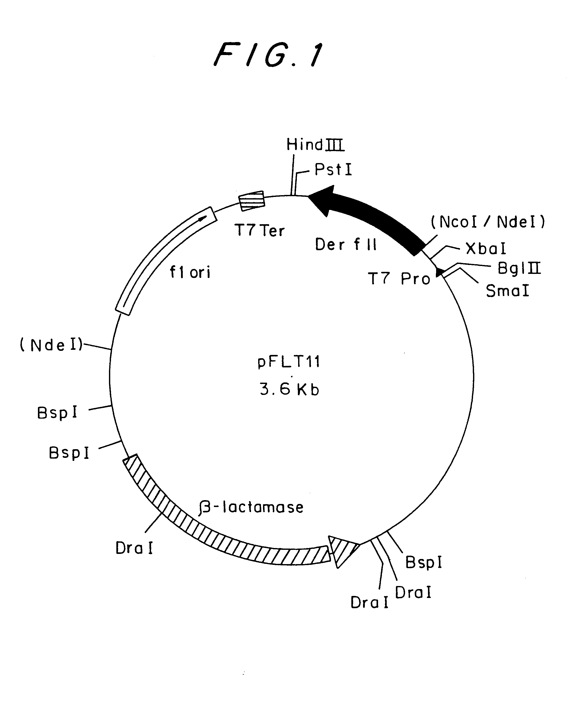 Engineered acarid allergen and process for producing the same