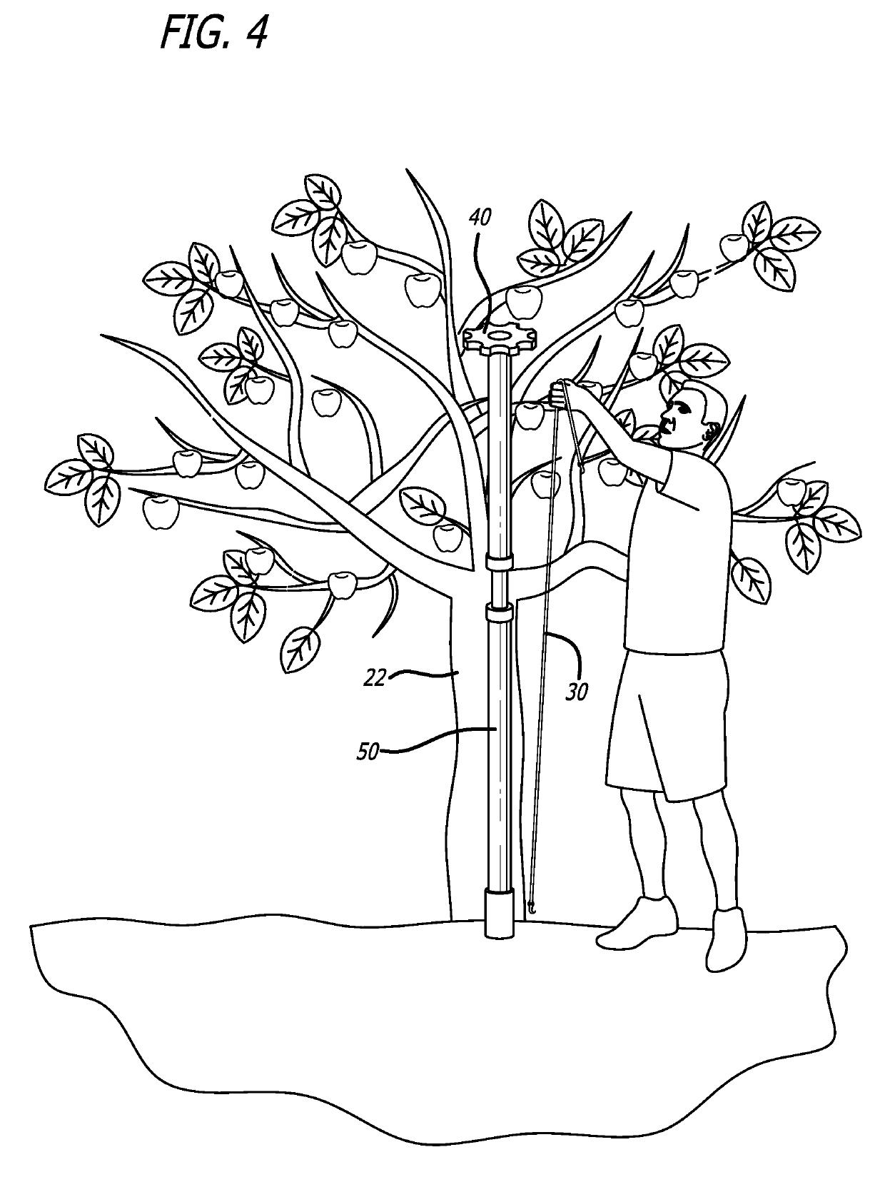 Tree branch support apparatus and method