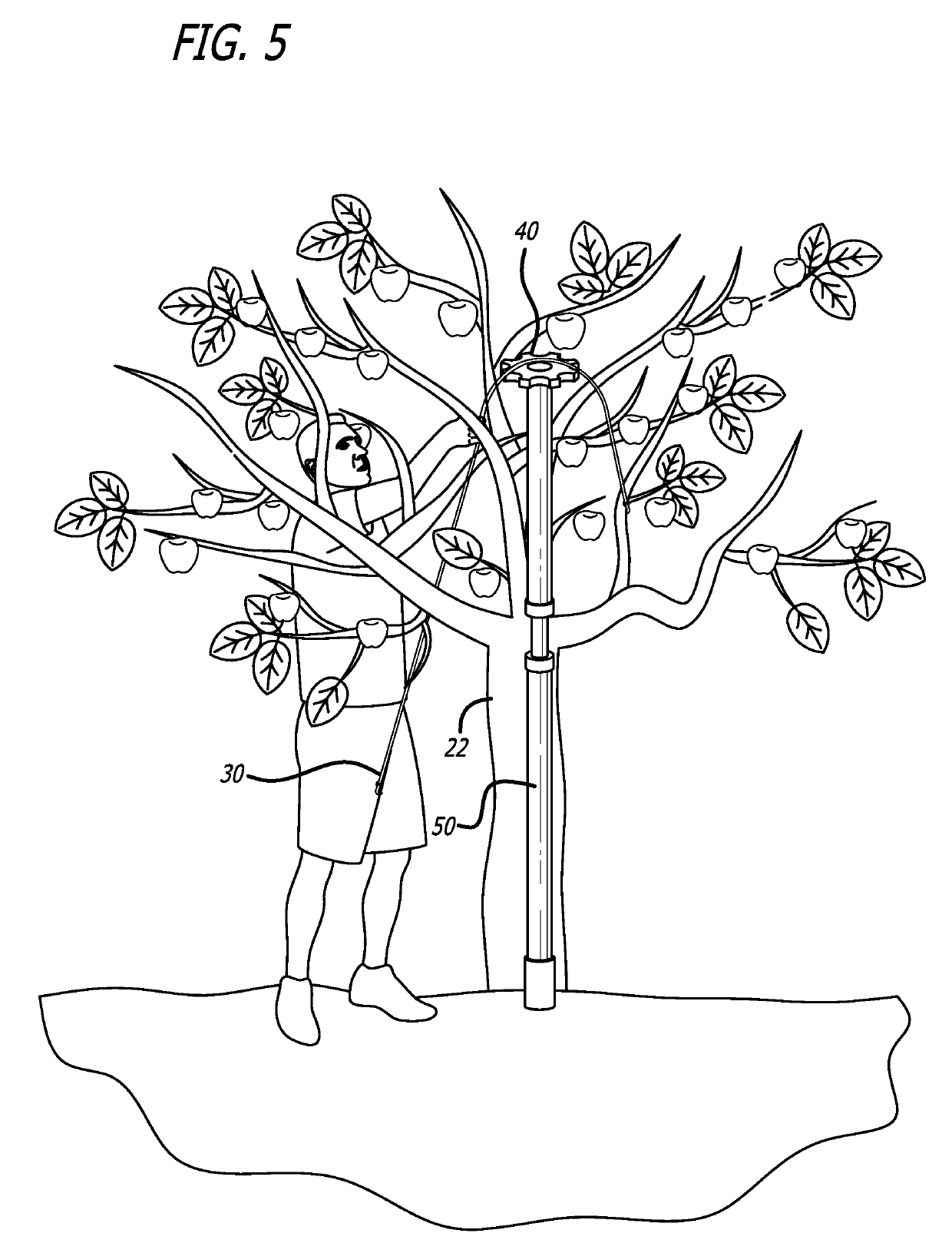 Tree branch support apparatus and method