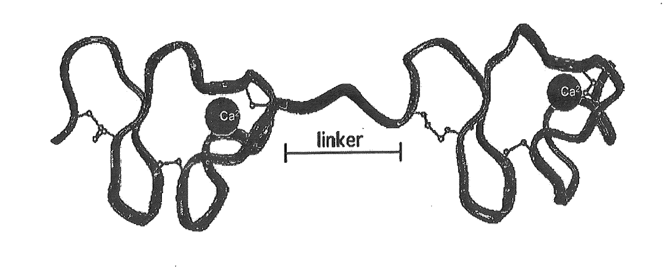 Novel proteins with targeted binding