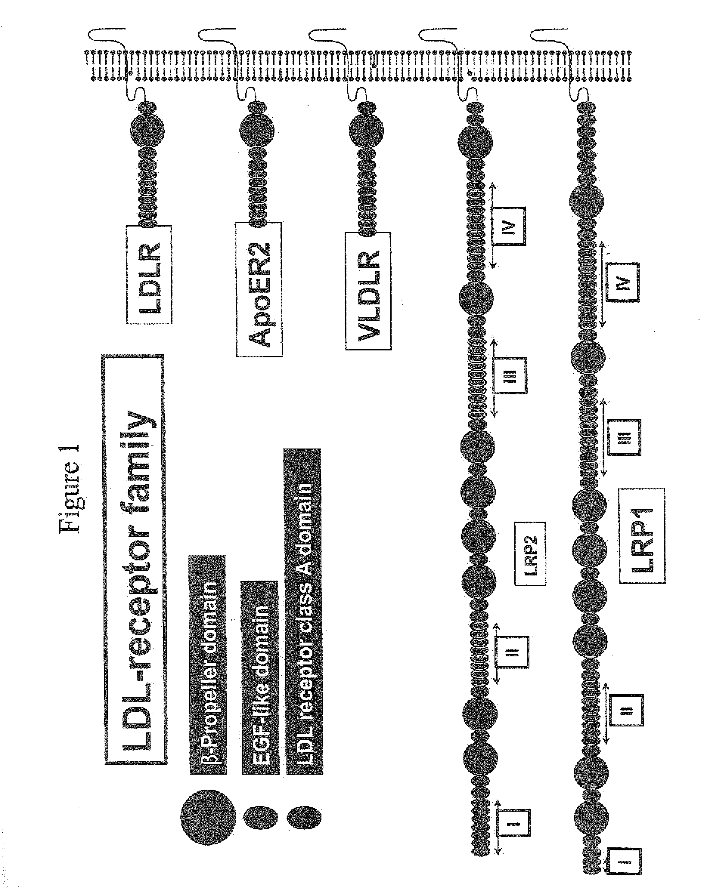 Novel proteins with targeted binding