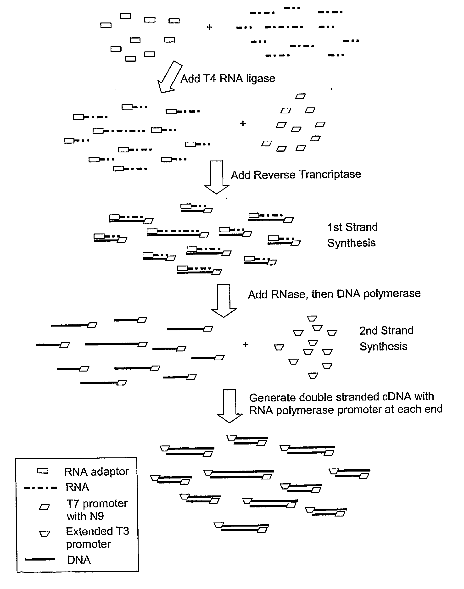 SUBTRACTIVE SEPARATION AND AMPLIFICATION OF NON-RIBOSOMAL TRANSCRIBED RNA (nrRNA)