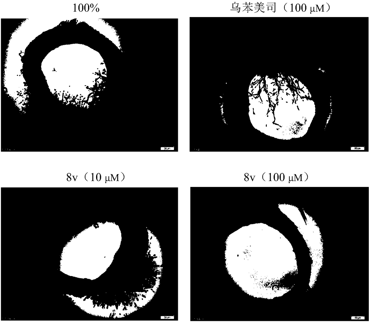 1,2,3-triazole aminopeptidase N inhibitor as well as preparation method and application thereof