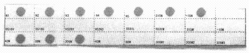 Membrane strip and kit for detecting drug resistant mutant genes of mycobacterium tuberculosis