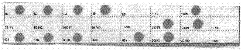 Membrane strip and kit for detecting drug resistant mutant genes of mycobacterium tuberculosis