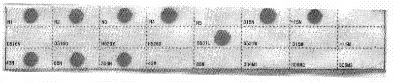 Membrane strip and kit for detecting drug resistant mutant genes of mycobacterium tuberculosis