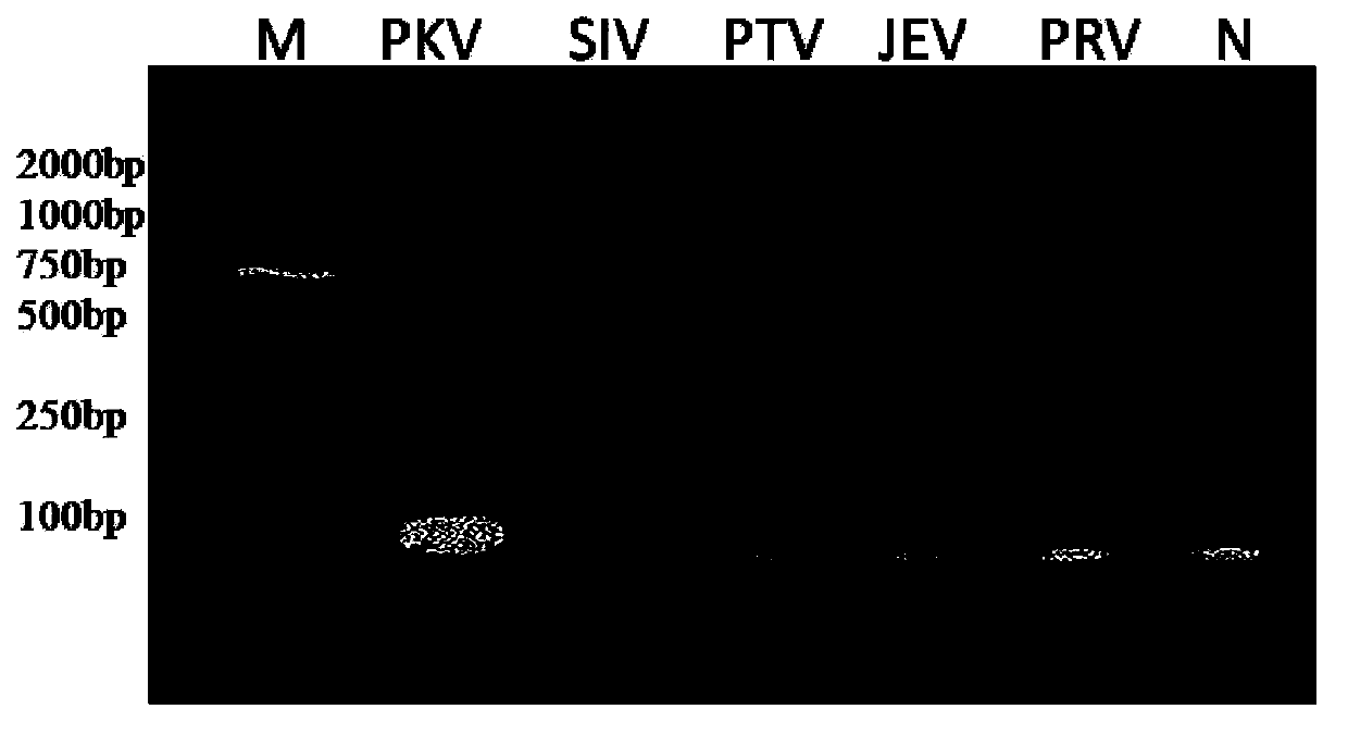 Nested RT-PCR(reverse transcription-polymerase chain reaction)kit and method for detecting porcine Kobuvirus