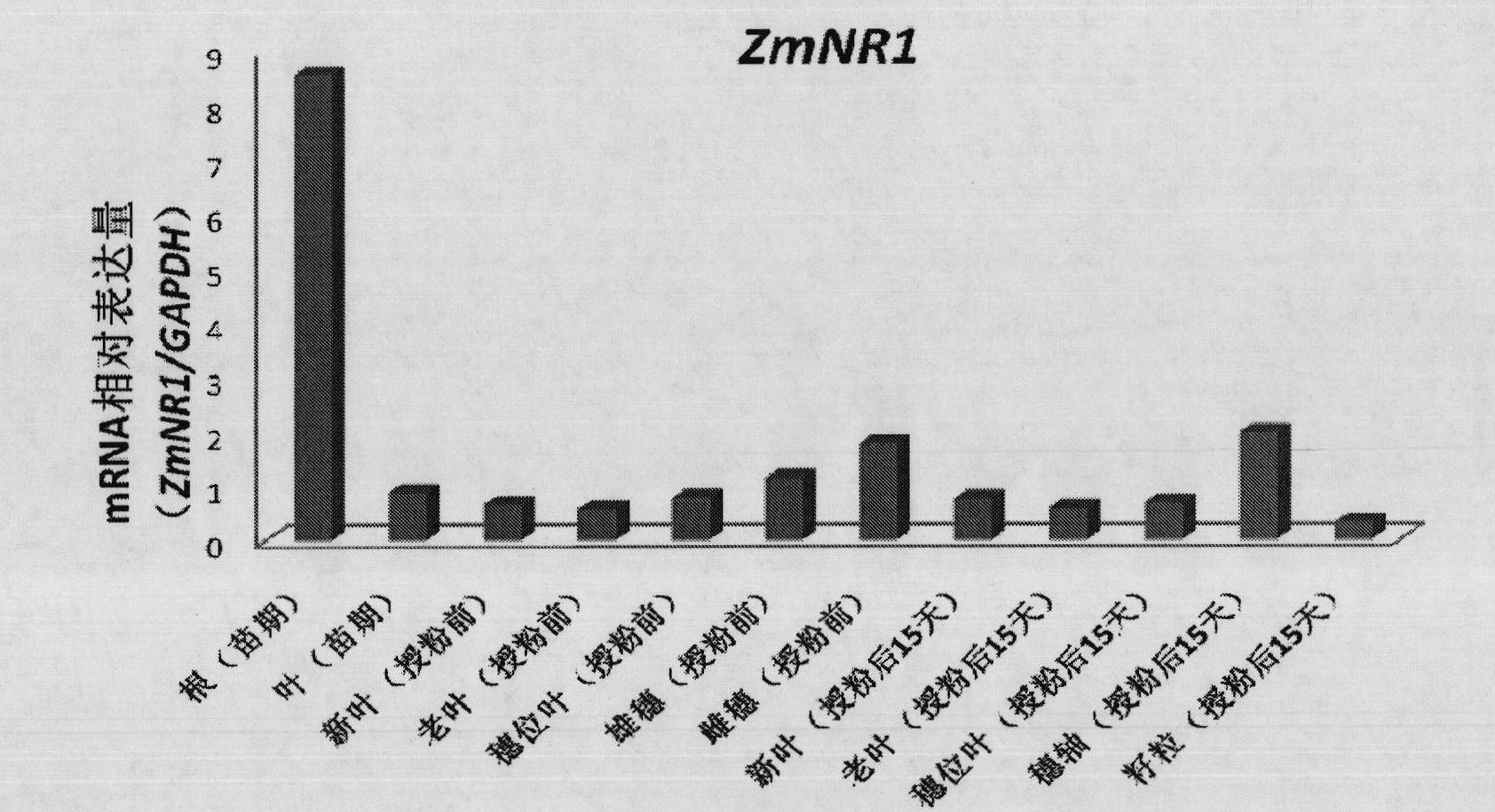 Plant root development related protein ZmNR1 and coding gene thereof