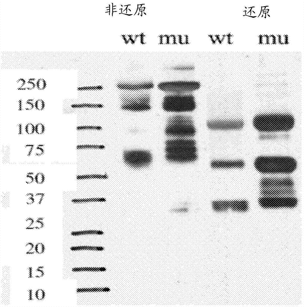 Human monoclonal antibodies specific for glypican-3 and use thereof