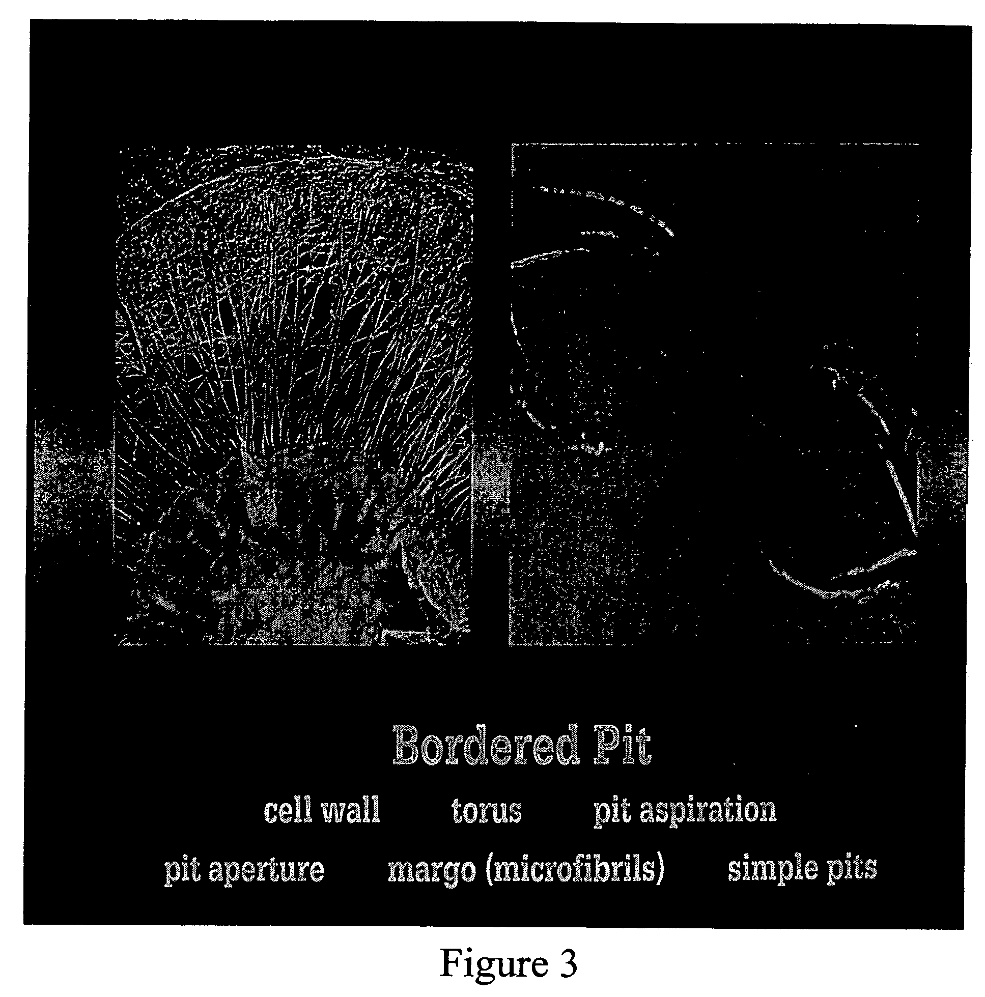 Micronized wood preservative formulations comprising boron compounds