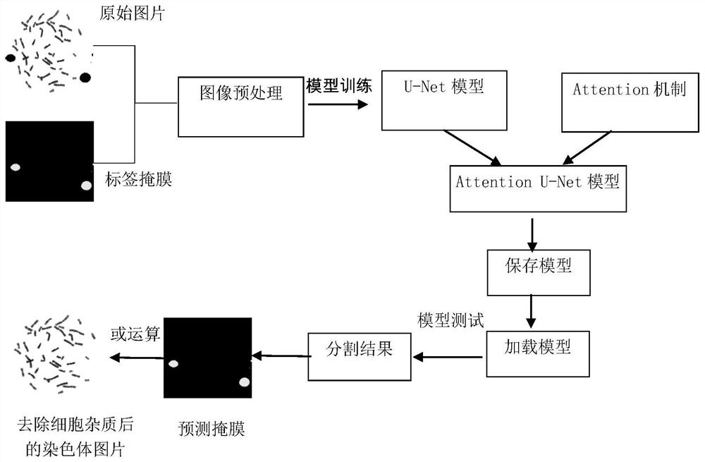 Automatic chromosome segmentation and classification method based on deep learning