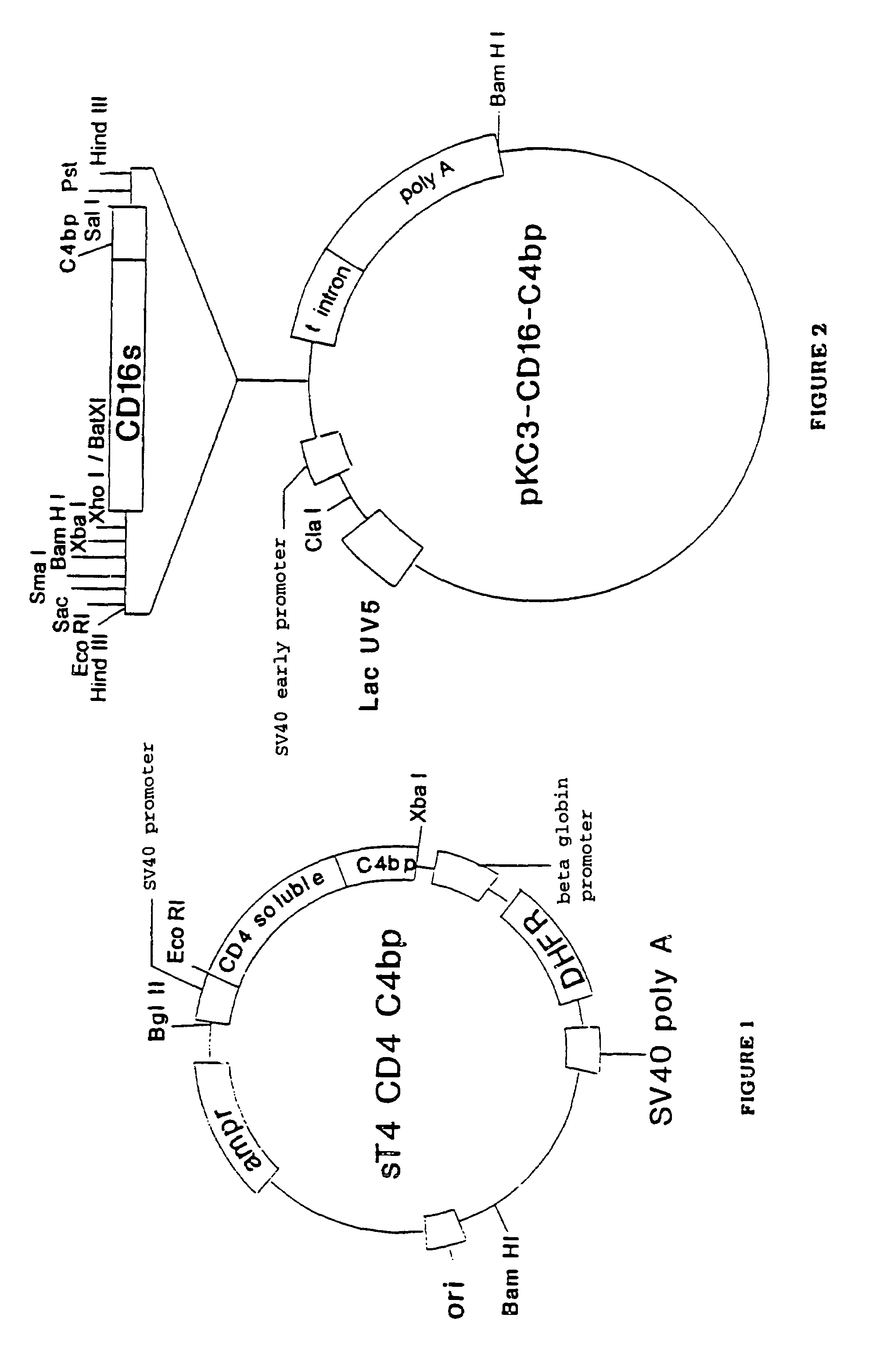 α-β C4BP-type recombinant heteromultimeric proteins