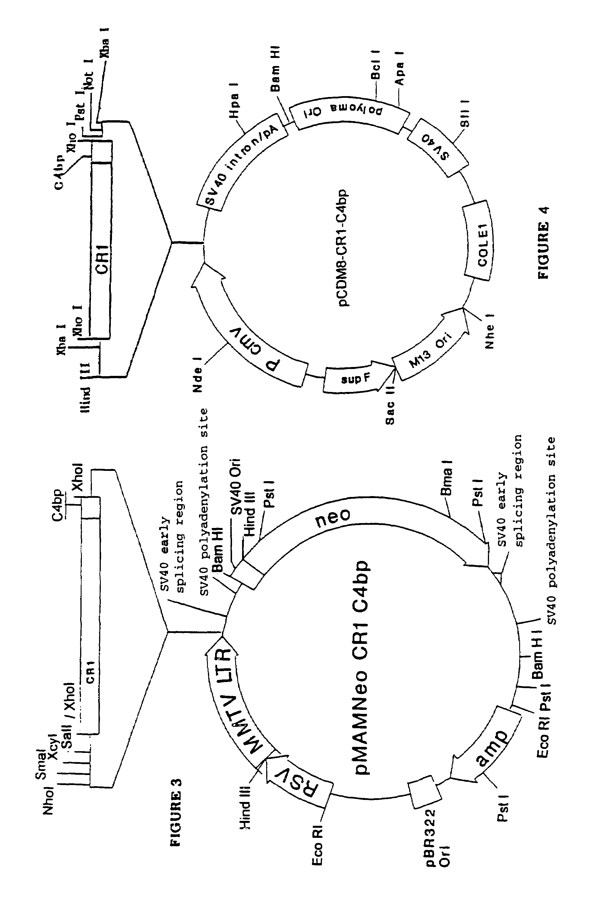 α-β C4BP-type recombinant heteromultimeric proteins