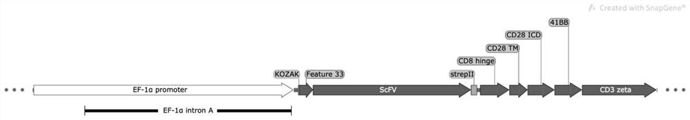 Chimeric antigen receptor taking CD99 as target spot and application of chimeric antigen receptor