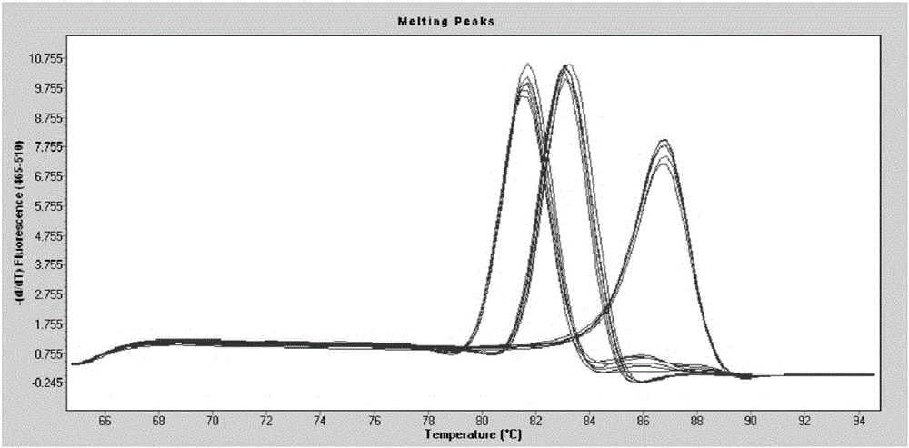 Multi-microbe solid fermentation ethanol and acetic acid production key microbe quantitative analysis method