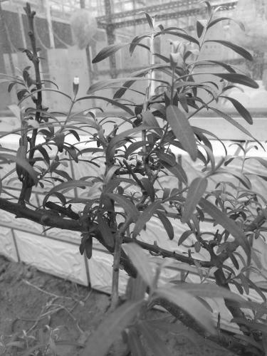 A kind of seabuckthorn bud cutting rapid propagation seedling raising method