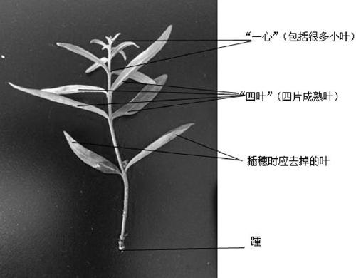 A kind of seabuckthorn bud cutting rapid propagation seedling raising method