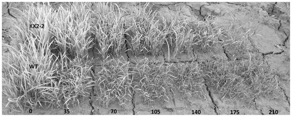 Herbicide-resistant mutants and their uses