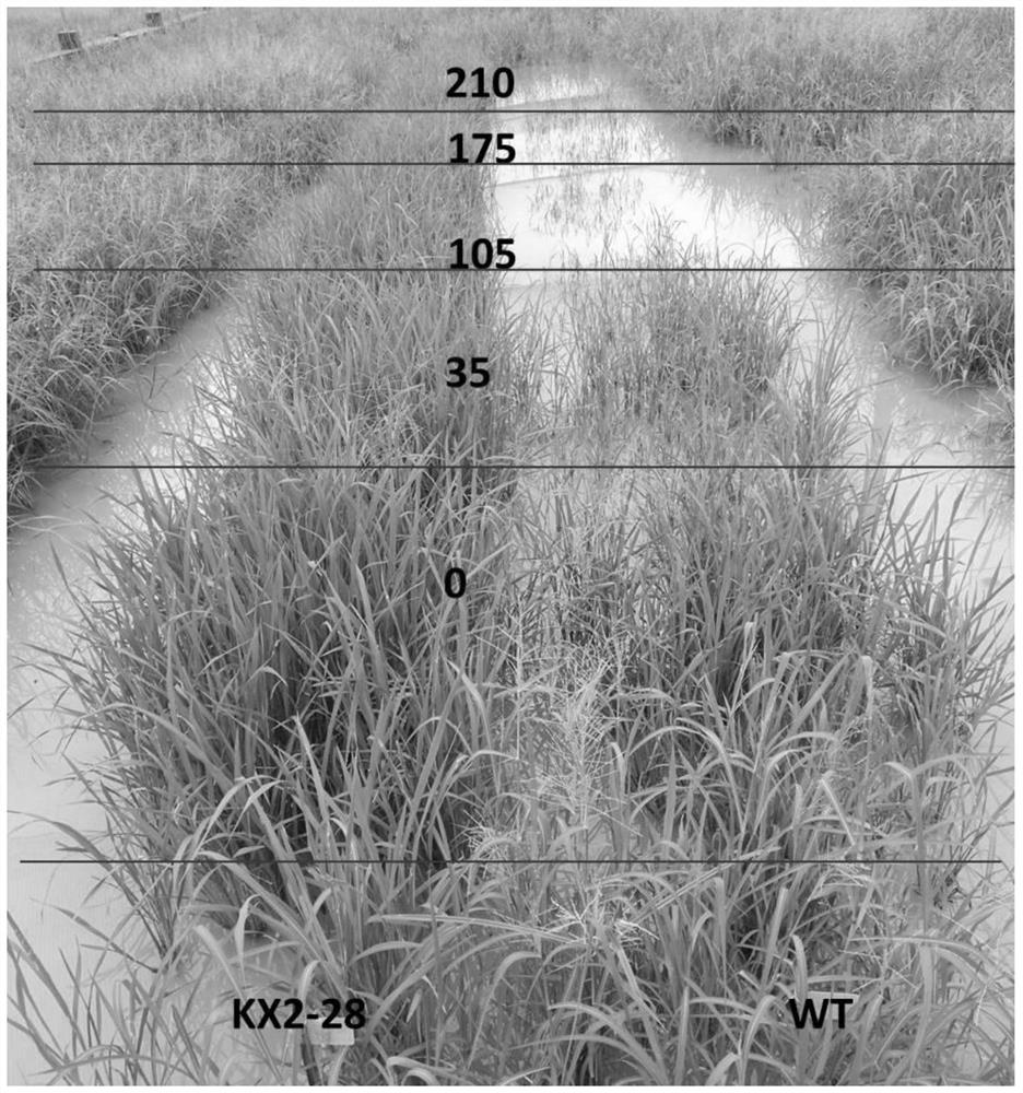 Herbicide-resistant mutants and their uses