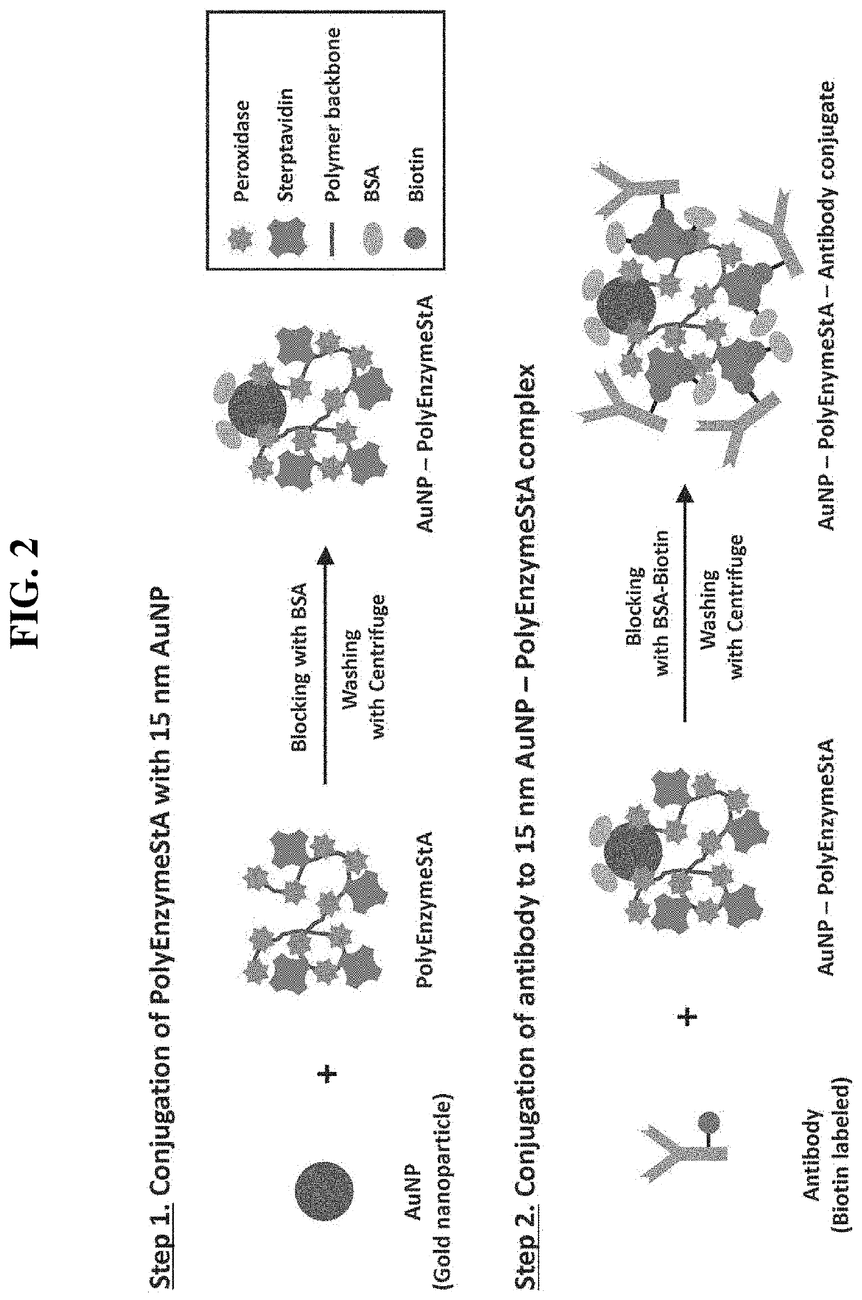 Conjugate for immunodetection based on lateral flow assay, and immunodetection method using same