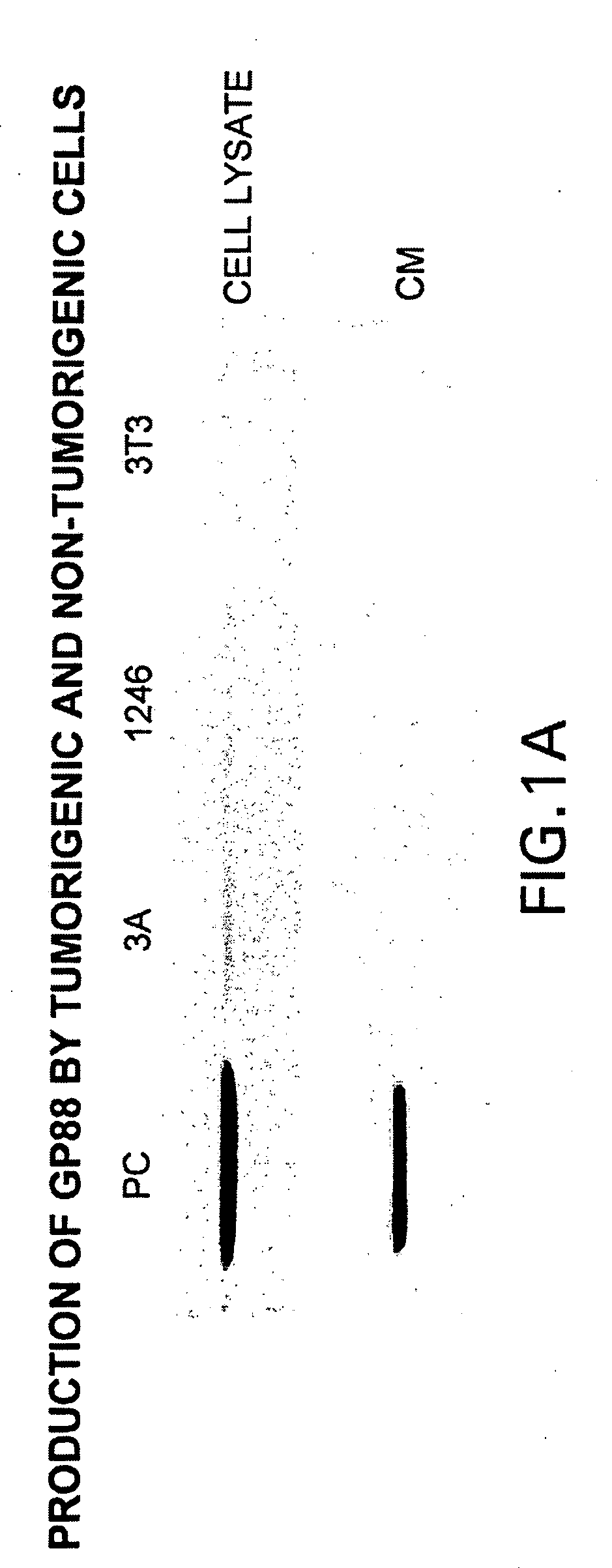 88kDa tumorigenic growth factor and antagonists