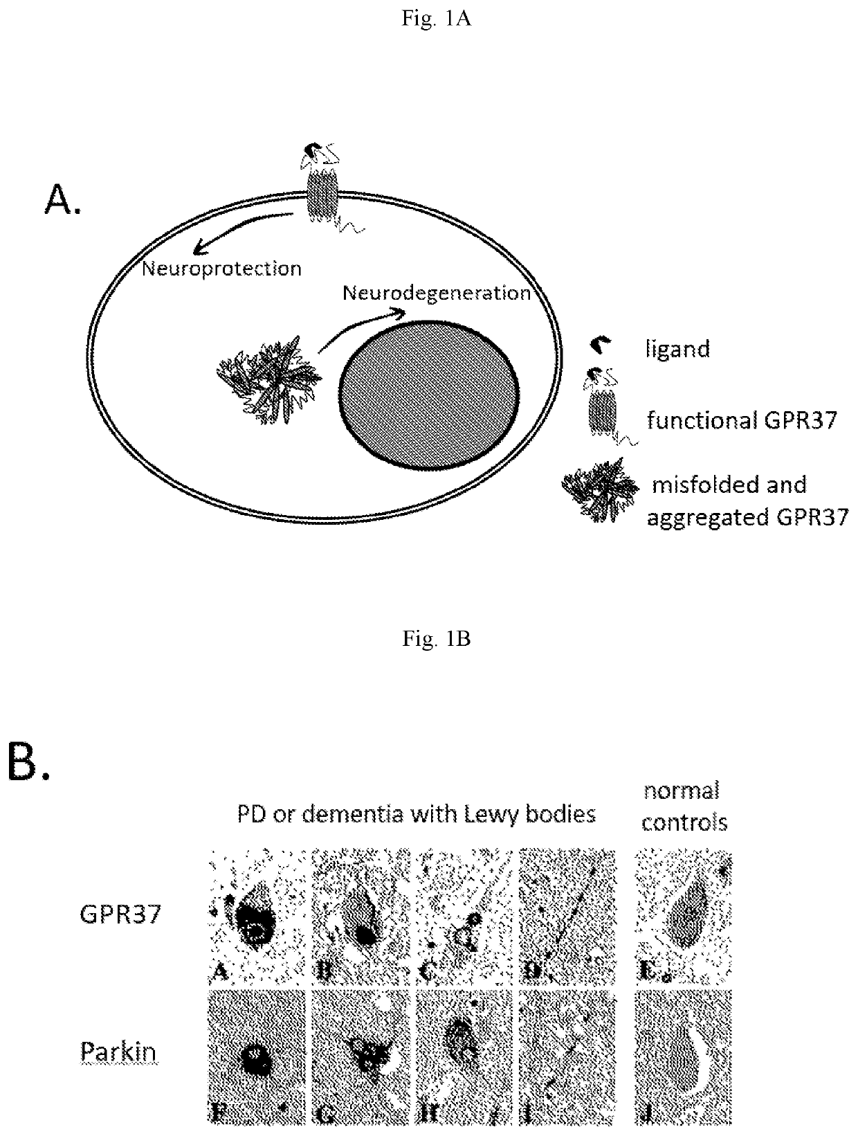 Idoxuridine and its analogs as neuroprotectans for the treatment of parkinsonism