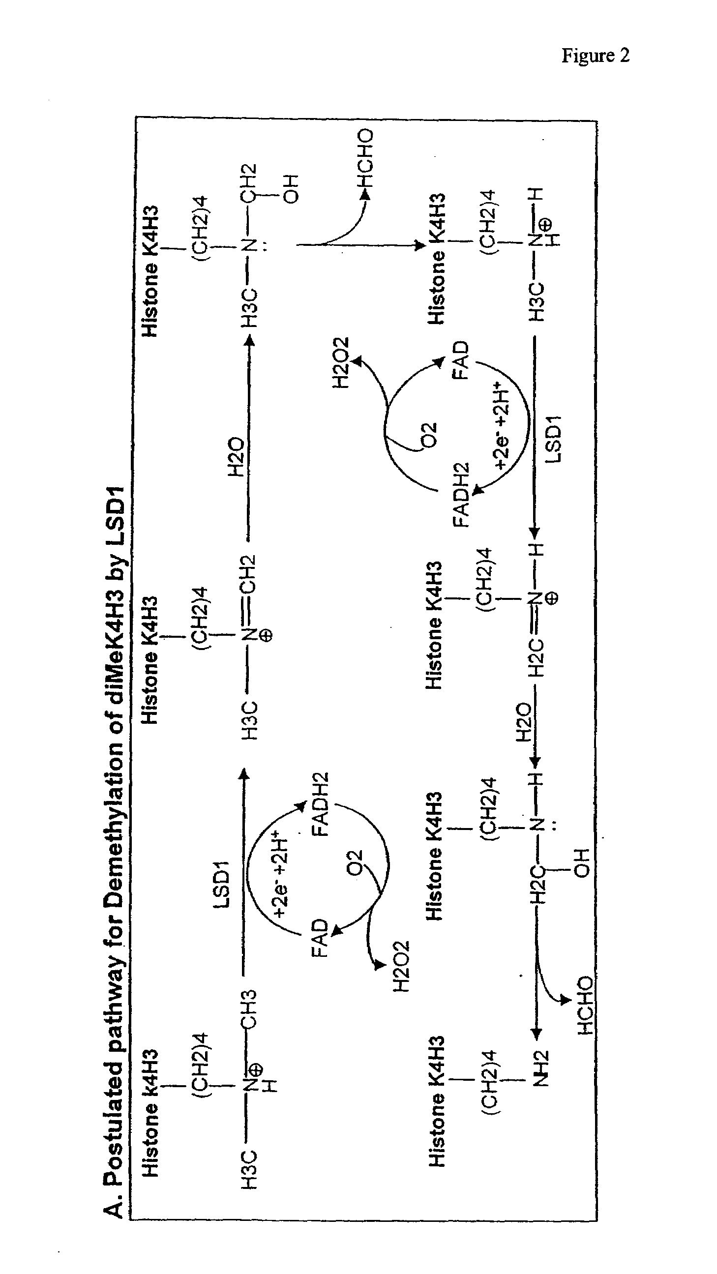 Histone Demethylation Mediated By The Nuclear Amine Oxidase Homolog LSD1