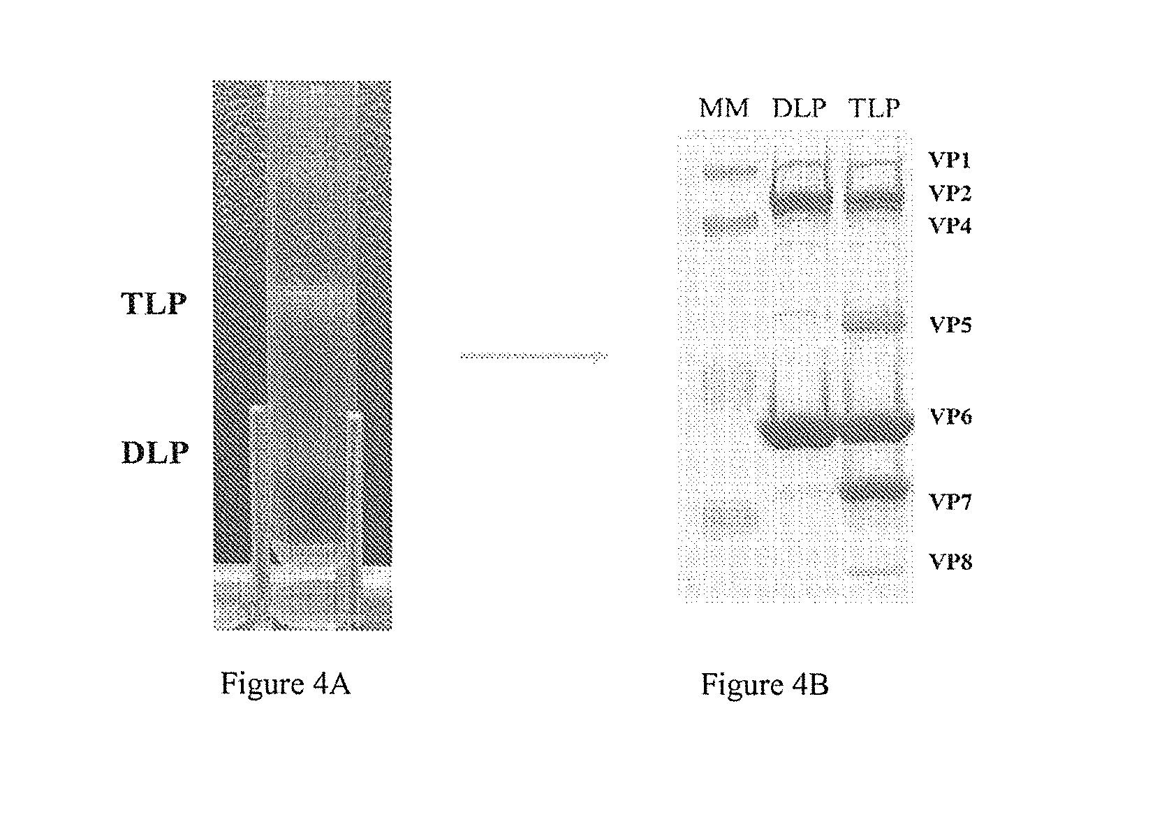 Human rotavirus vaccine strains and diagnostics